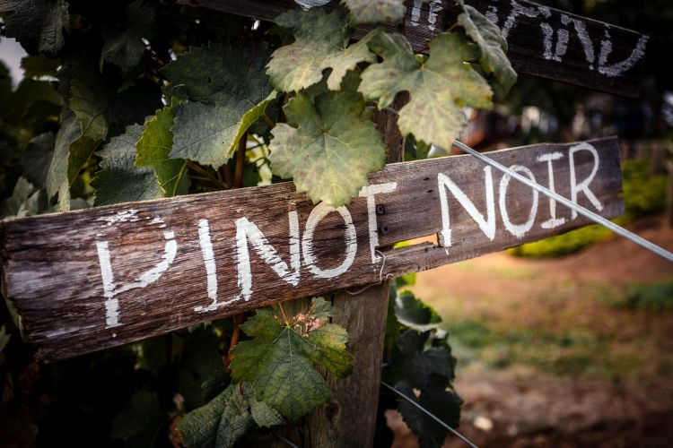 10 faktów o szczepie Pinot Noir