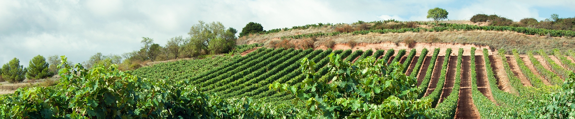 Wino z regionu Rioja
